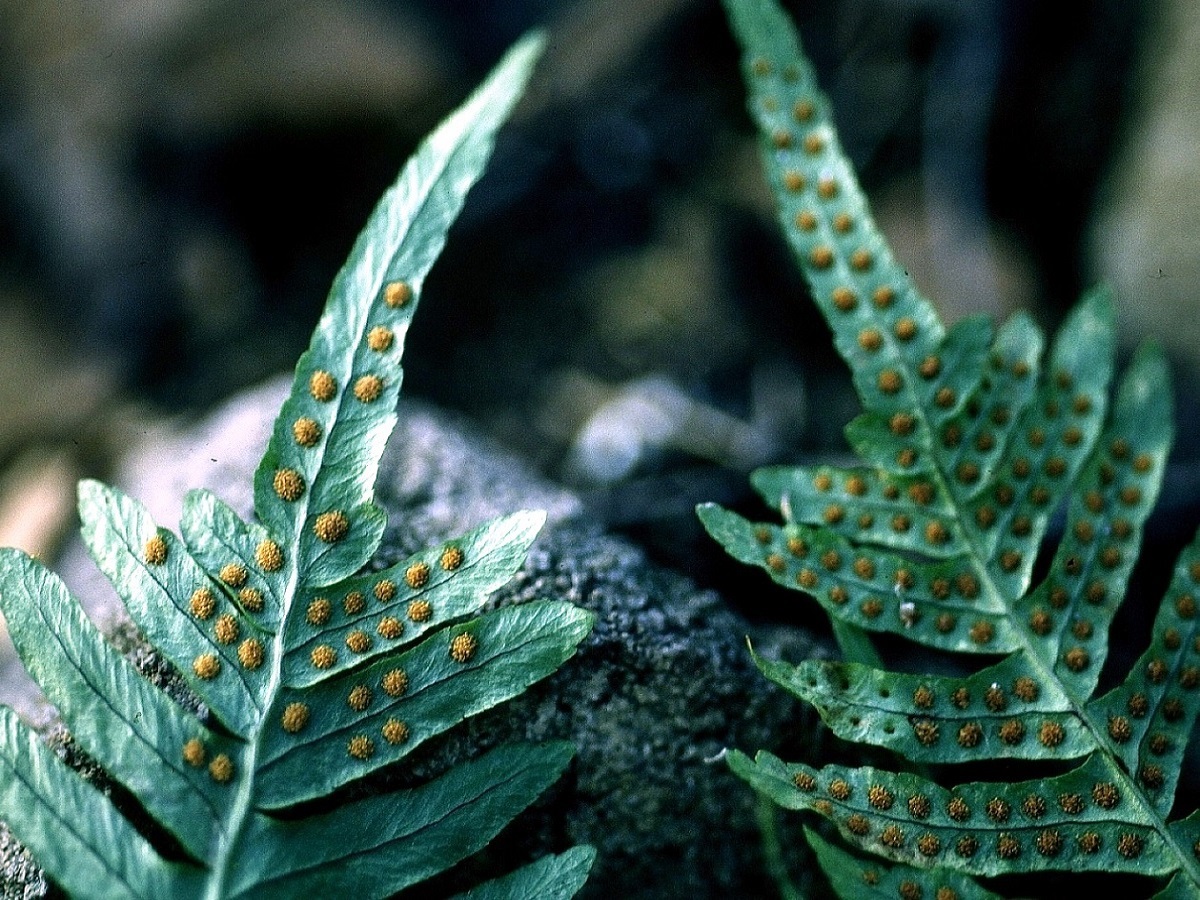 Polypodium vulgare (Polypodiaceae)